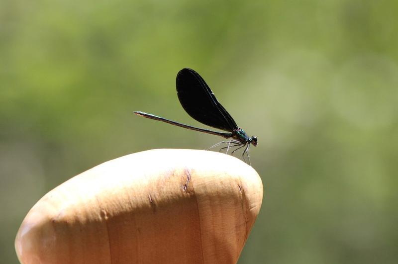 Photo of Ebony Jewelwing