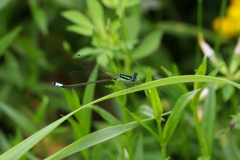 Photo of Eastern Forktail