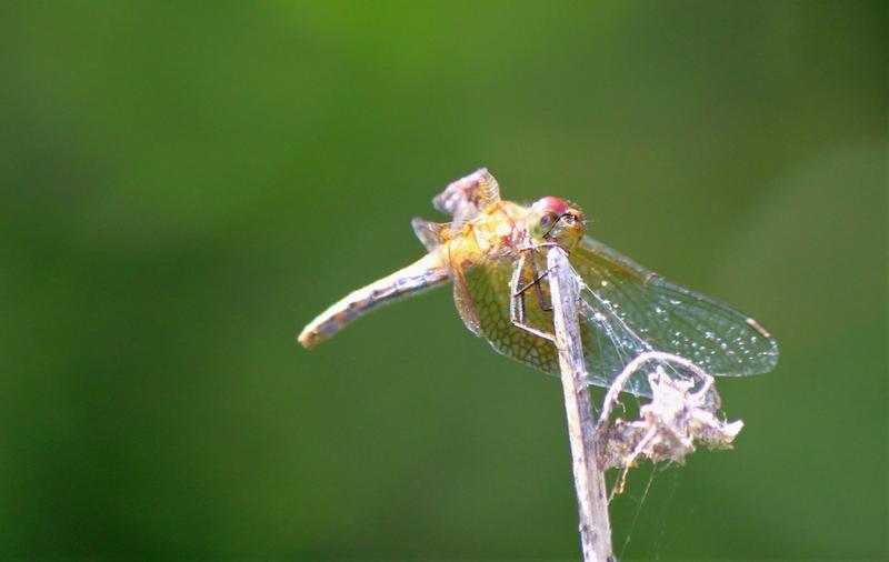 Photo of Band-winged Meadowhawk