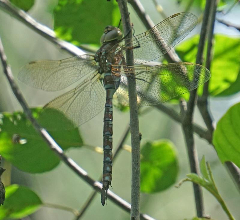 Photo of Lance-tipped Darner