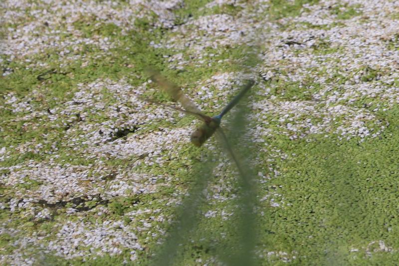 Photo of Common Green Darner