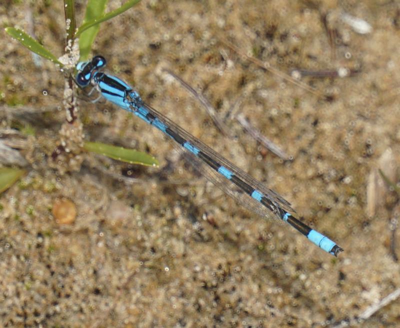 Photo of Tule Bluet