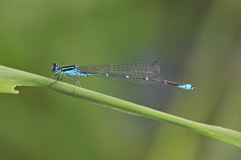 Photo of Stream Bluet