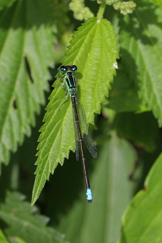 Photo of Eastern Forktail