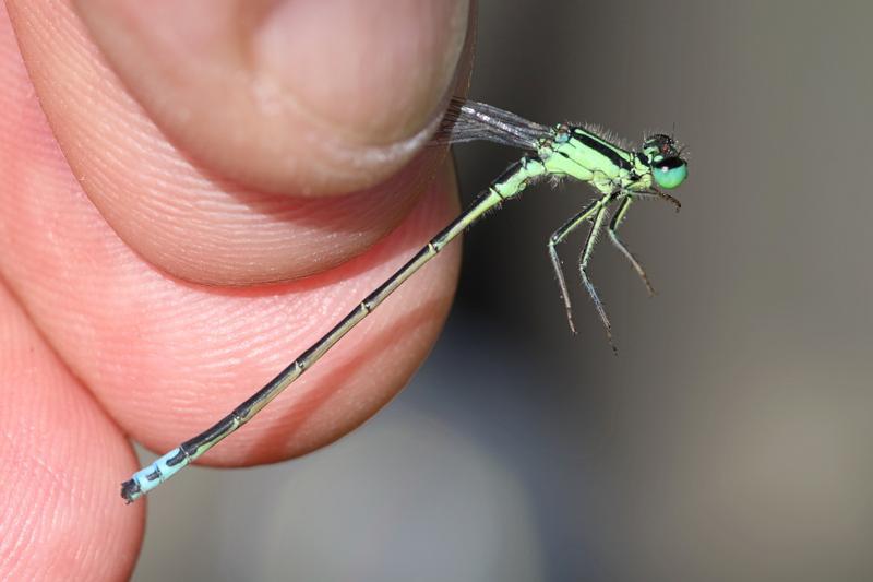 Photo of Eastern Forktail