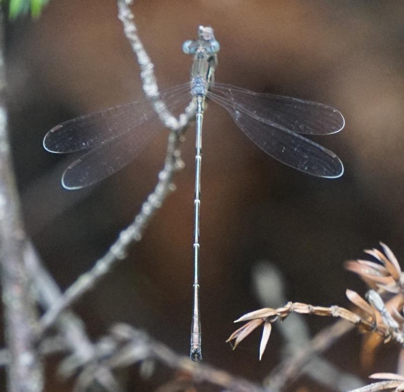 Photo of Slender Spreadwing