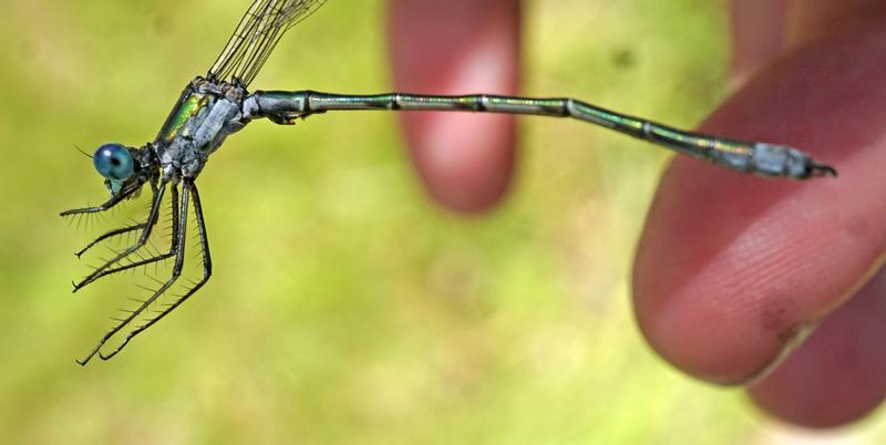 Photo of Emerald Spreadwing