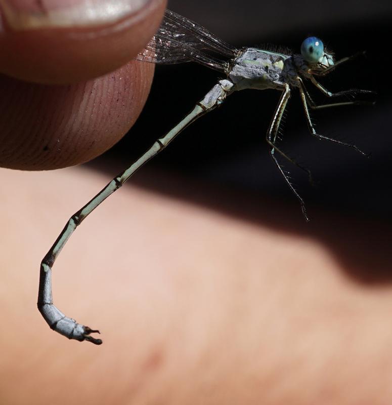 Photo of Lyre-tipped Spreadwing