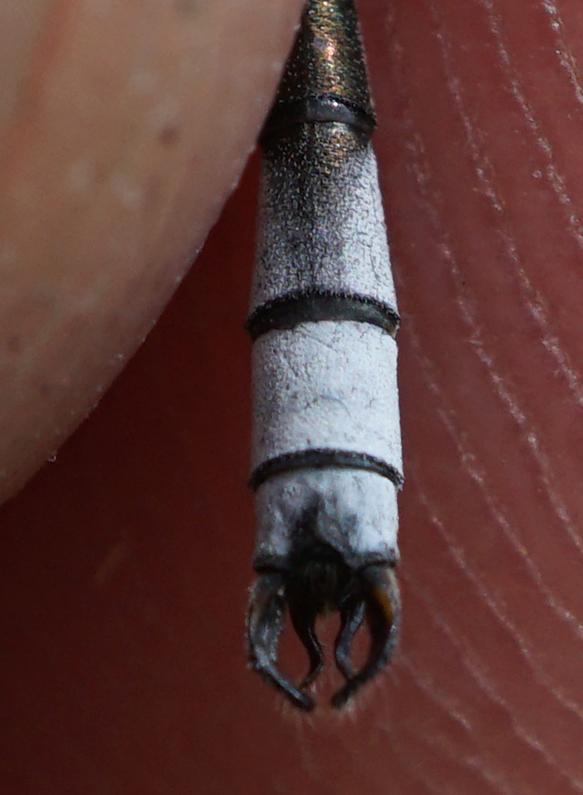 Photo of Lyre-tipped Spreadwing