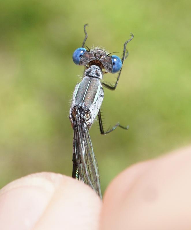 Photo of Lyre-tipped Spreadwing