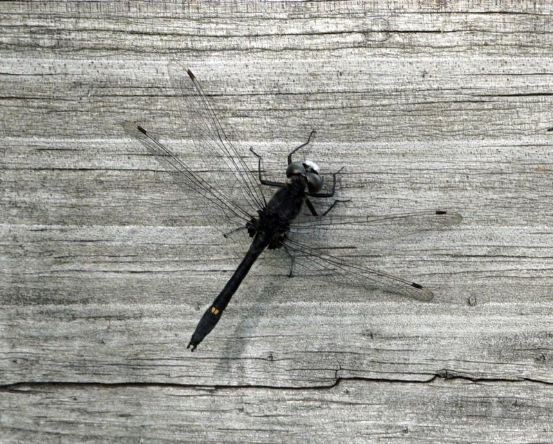 Photo of Dot-tailed Whiteface
