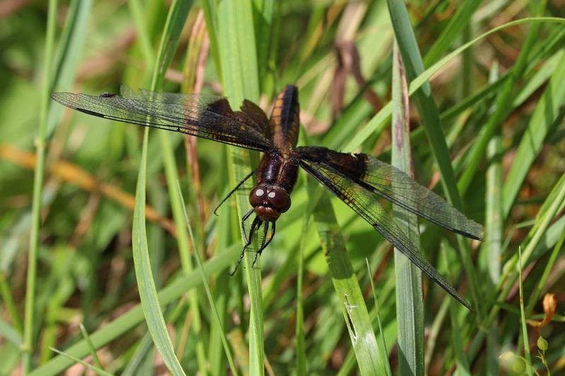 Photo of Widow Skimmer