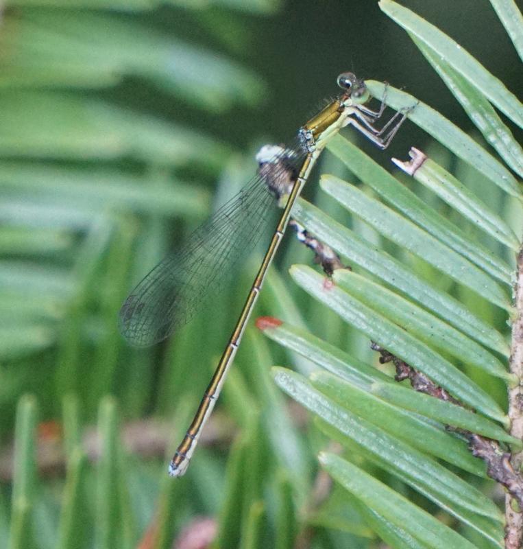 Photo of Sedge Sprite