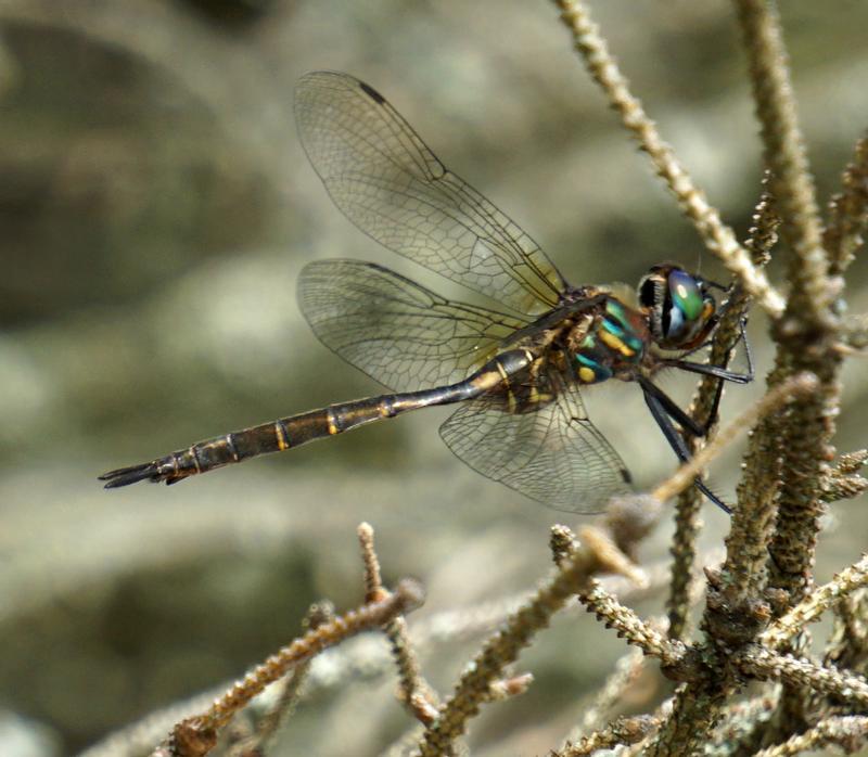 Photo of Hine's Emerald