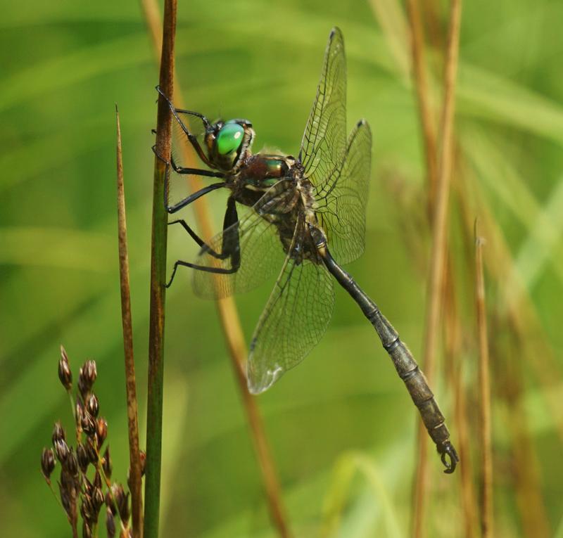 Photo of Hine's Emerald