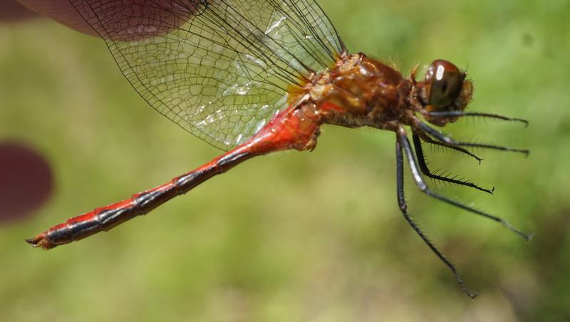 Photo of Ruby Meadowhawk