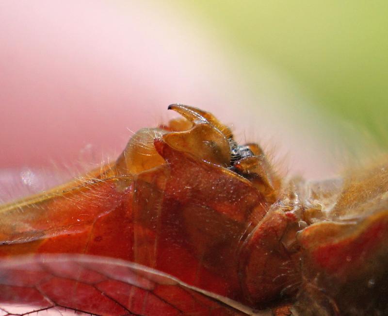 Photo of Ruby Meadowhawk