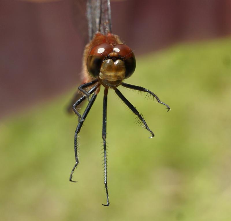 Photo of Ruby Meadowhawk