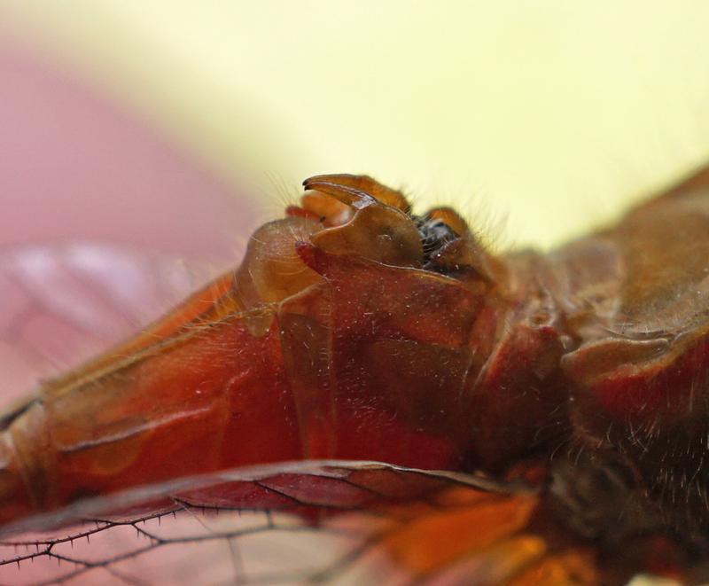 Photo of Ruby Meadowhawk