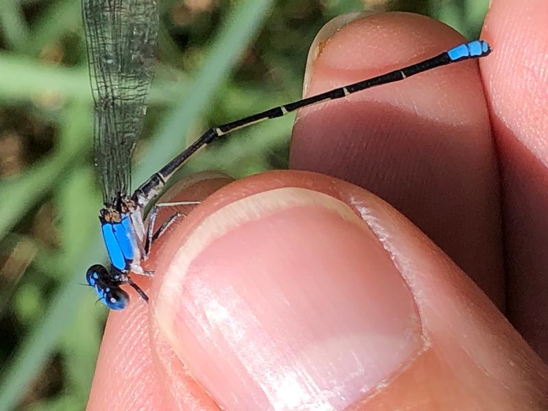 Photo of Blue-fronted Dancer