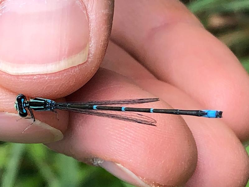 Photo of Stream Bluet