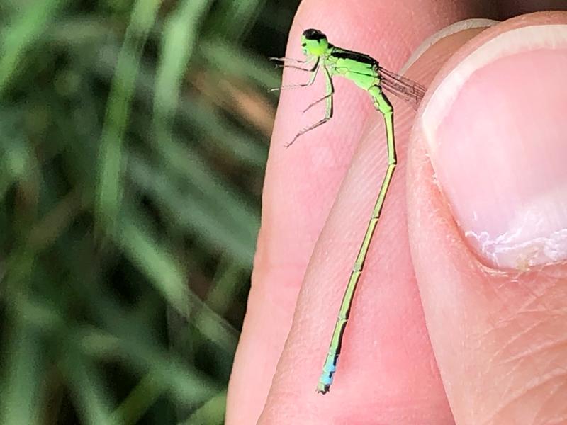 Photo of Eastern Forktail
