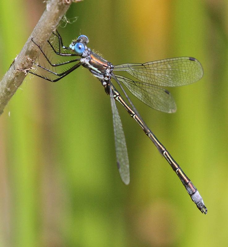 Photo of Emerald Spreadwing