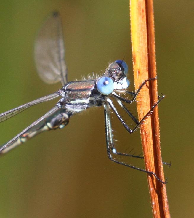 Photo of Emerald Spreadwing