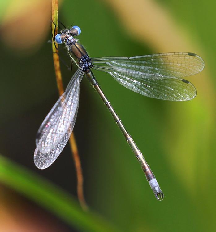 Photo of Emerald Spreadwing