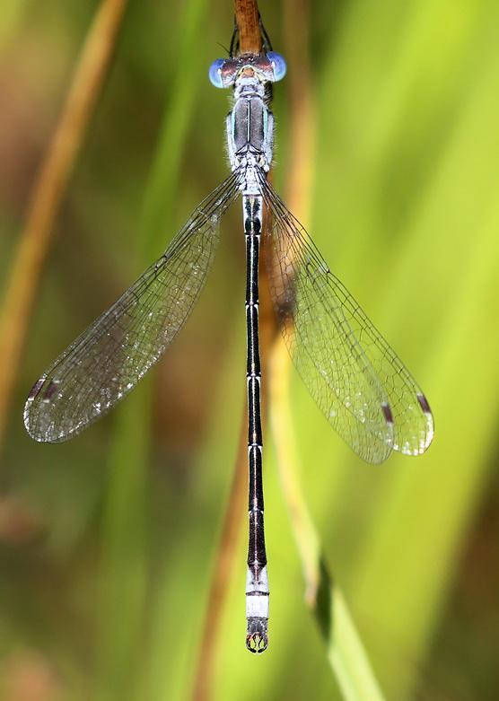 Photo of Lyre-tipped Spreadwing