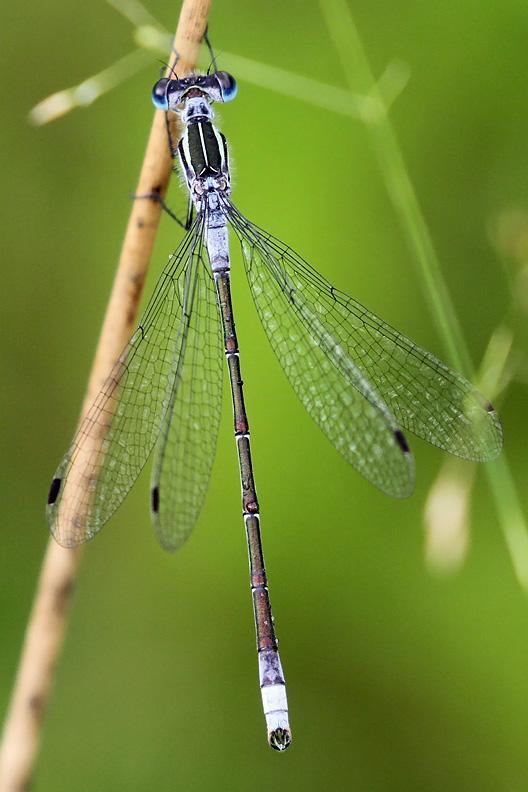 Photo of Northern Spreadwing