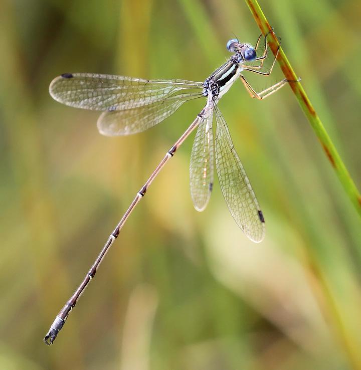 Photo of Slender Spreadwing