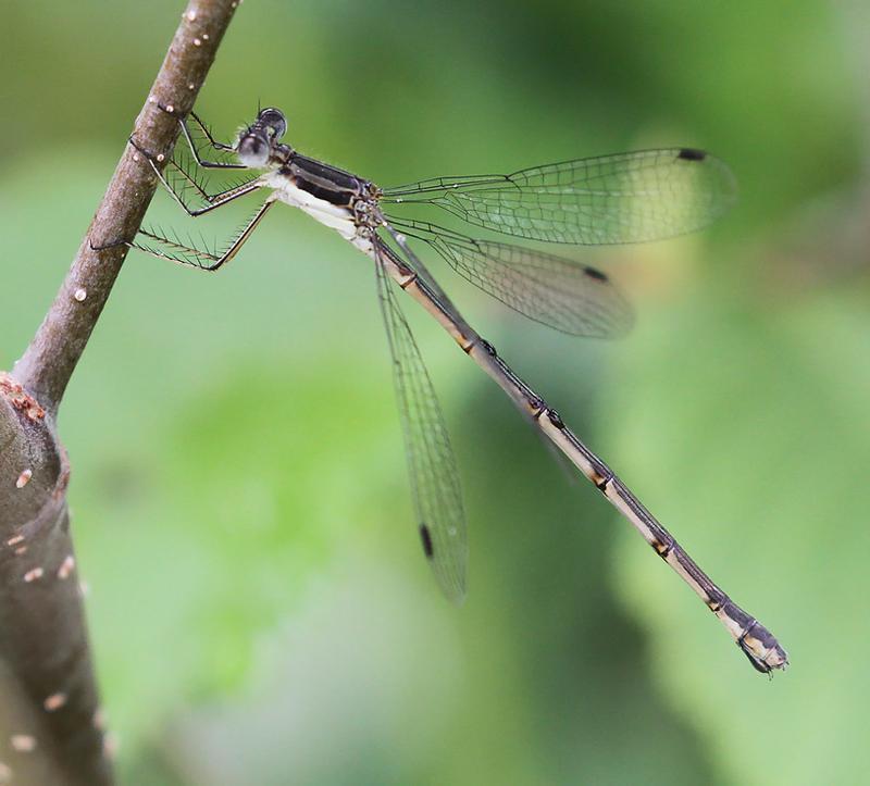 Photo of Slender Spreadwing