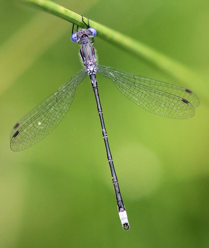 Photo of Spotted Spreadwing