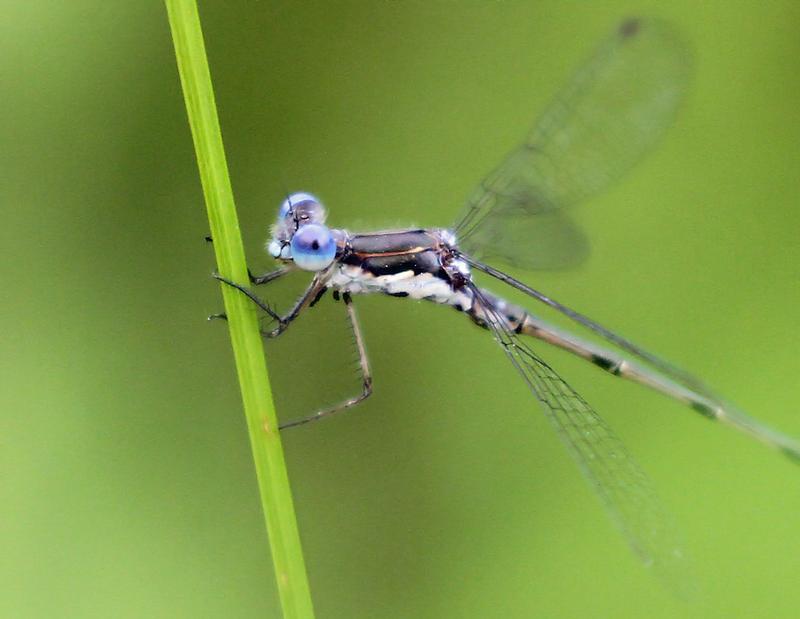 Photo of Spotted Spreadwing