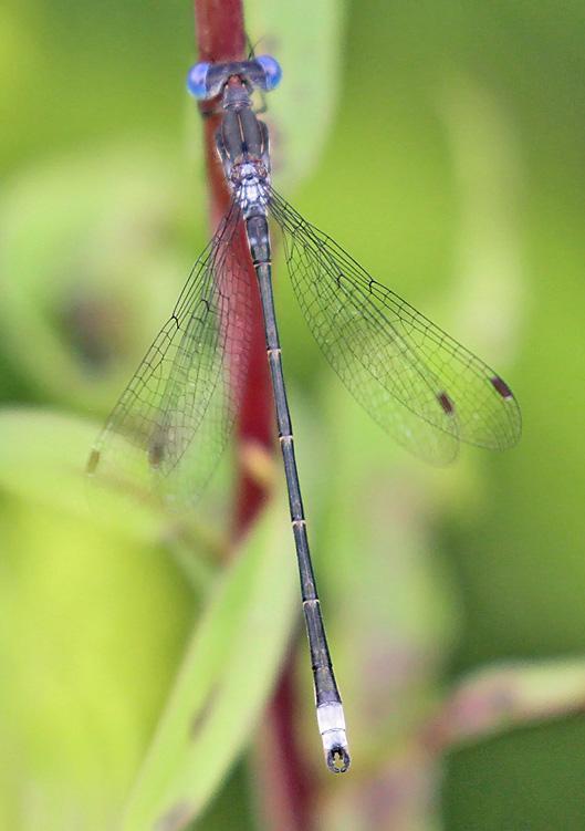 Photo of Spotted Spreadwing