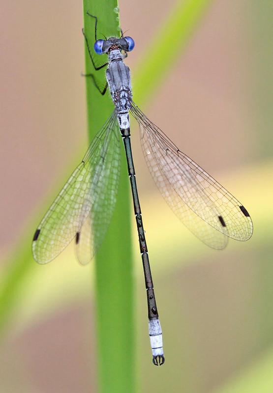 Photo of Sweetflag Spreadwing