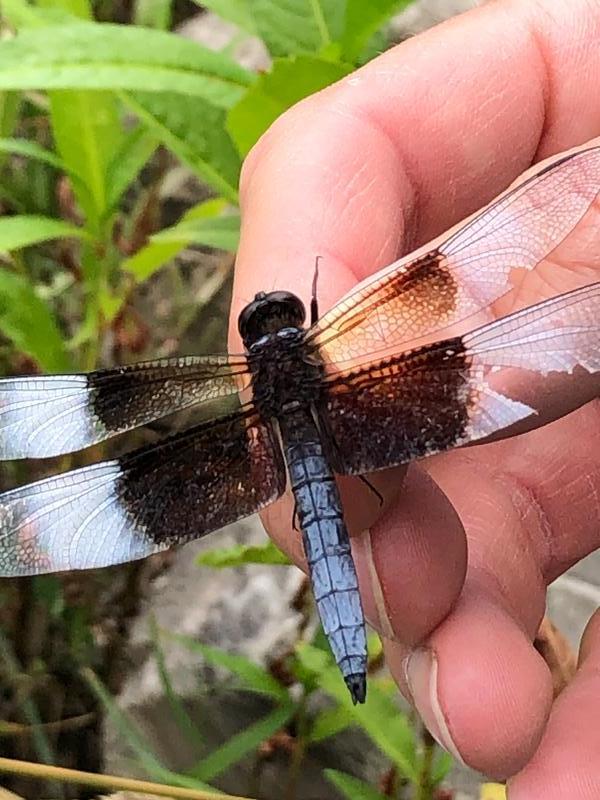 Photo of Widow Skimmer