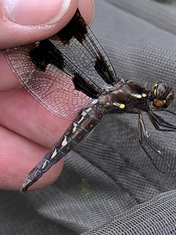 Photo of Common Whitetail
