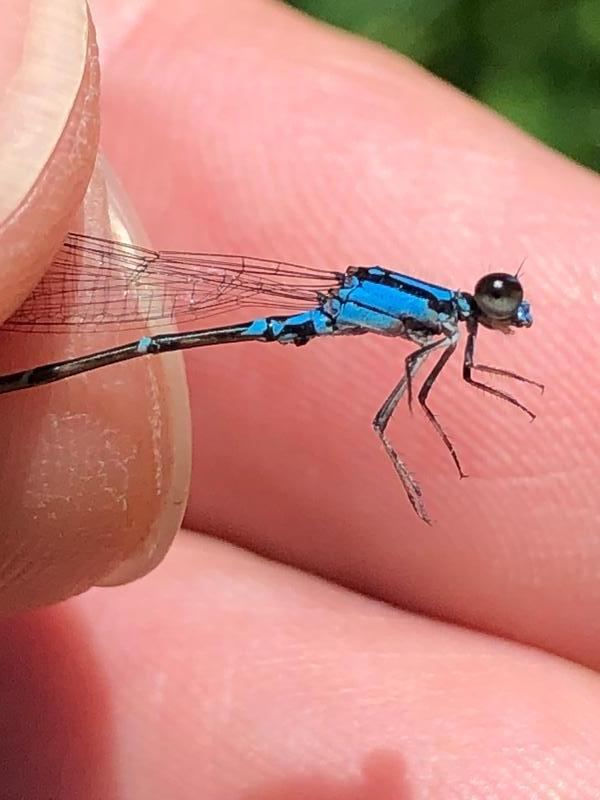 Photo of Skimming Bluet