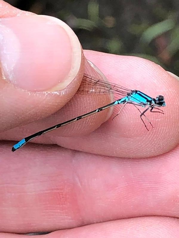 Photo of Skimming Bluet