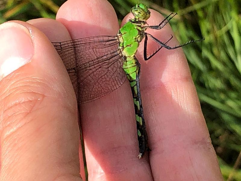 Photo of Eastern Pondhawk