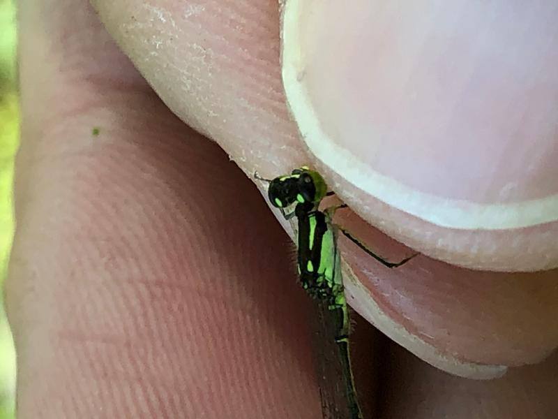 Photo of Fragile Forktail