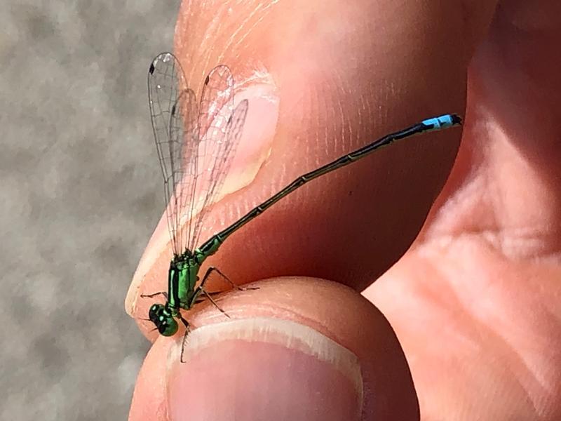 Photo of Eastern Forktail