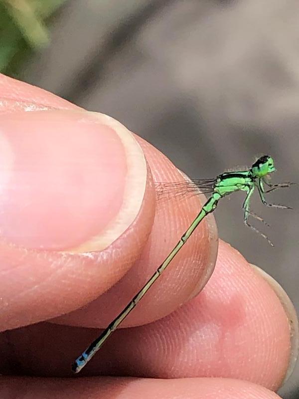Photo of Eastern Forktail