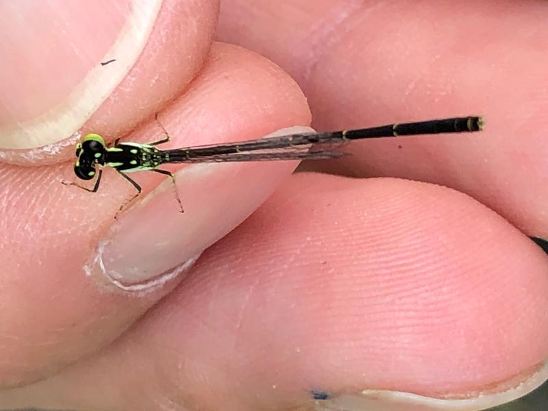Photo of Fragile Forktail