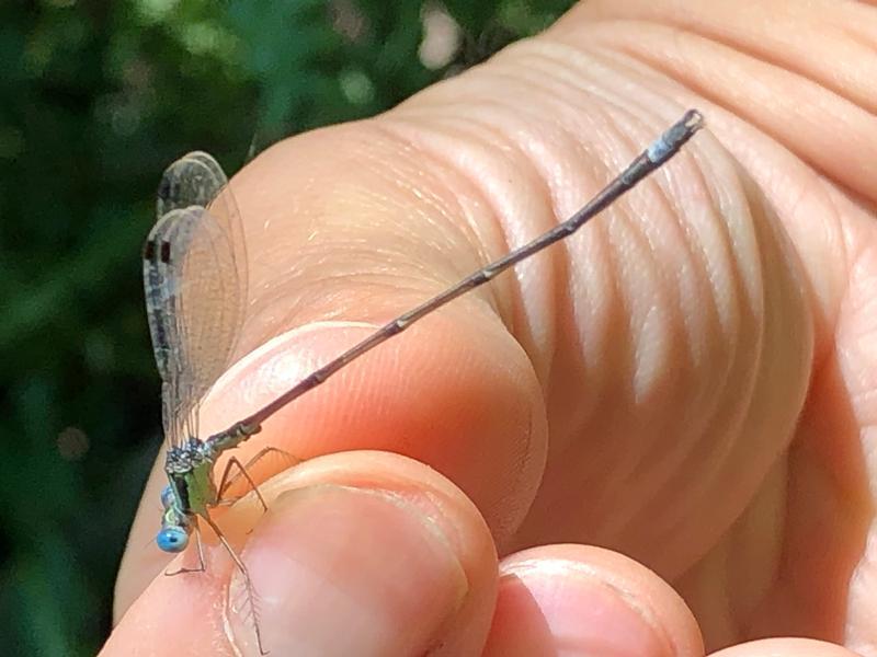 Photo of Slender Spreadwing