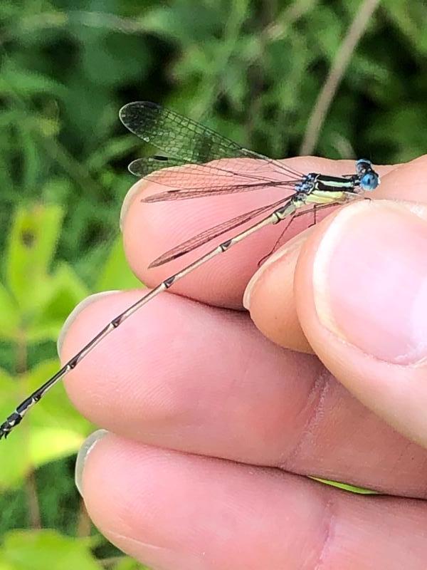 Photo of Slender Spreadwing