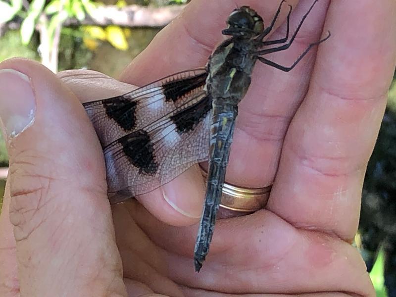 Photo of Twelve-spotted Skimmer