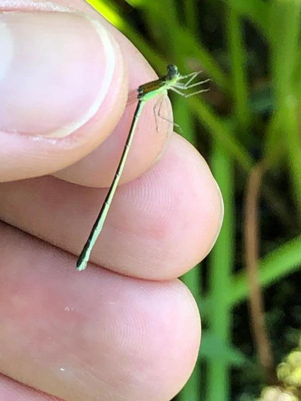 Photo of Sedge Sprite